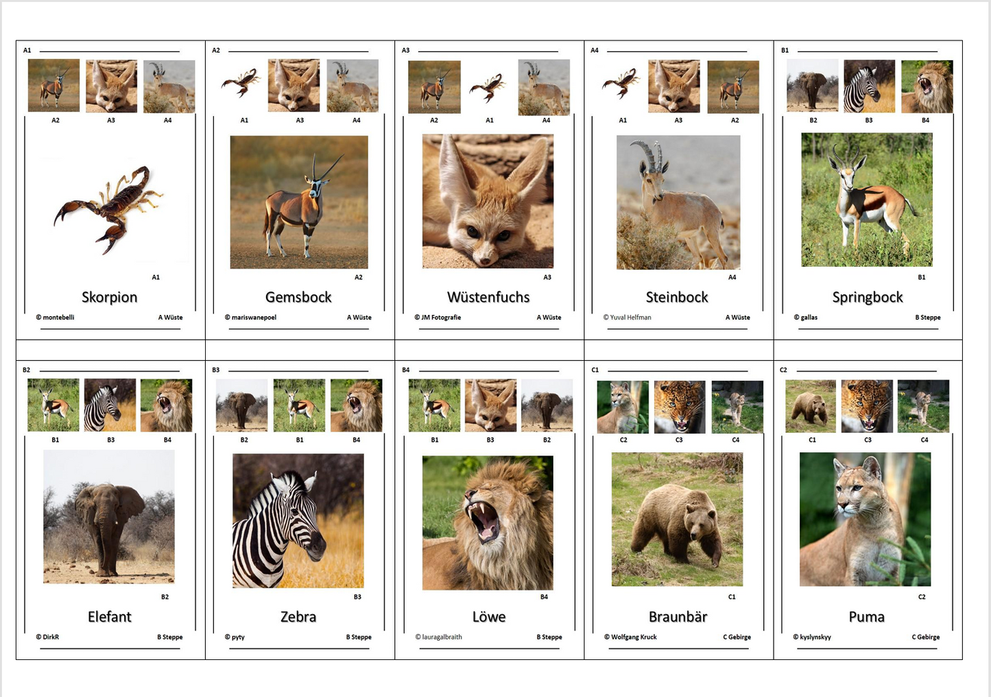 Quartett des Wissens – Welt der Tiere | Lernspiel mit 32 Karten aus stabilem 250g Papier (90 × 57 mm)