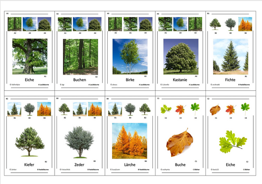 Quartett des Wissens – Welt der Pflanzen | Lernspiel mit 32 stabilen Wissenskarten (90 × 57 mm) aus 250 g Papier