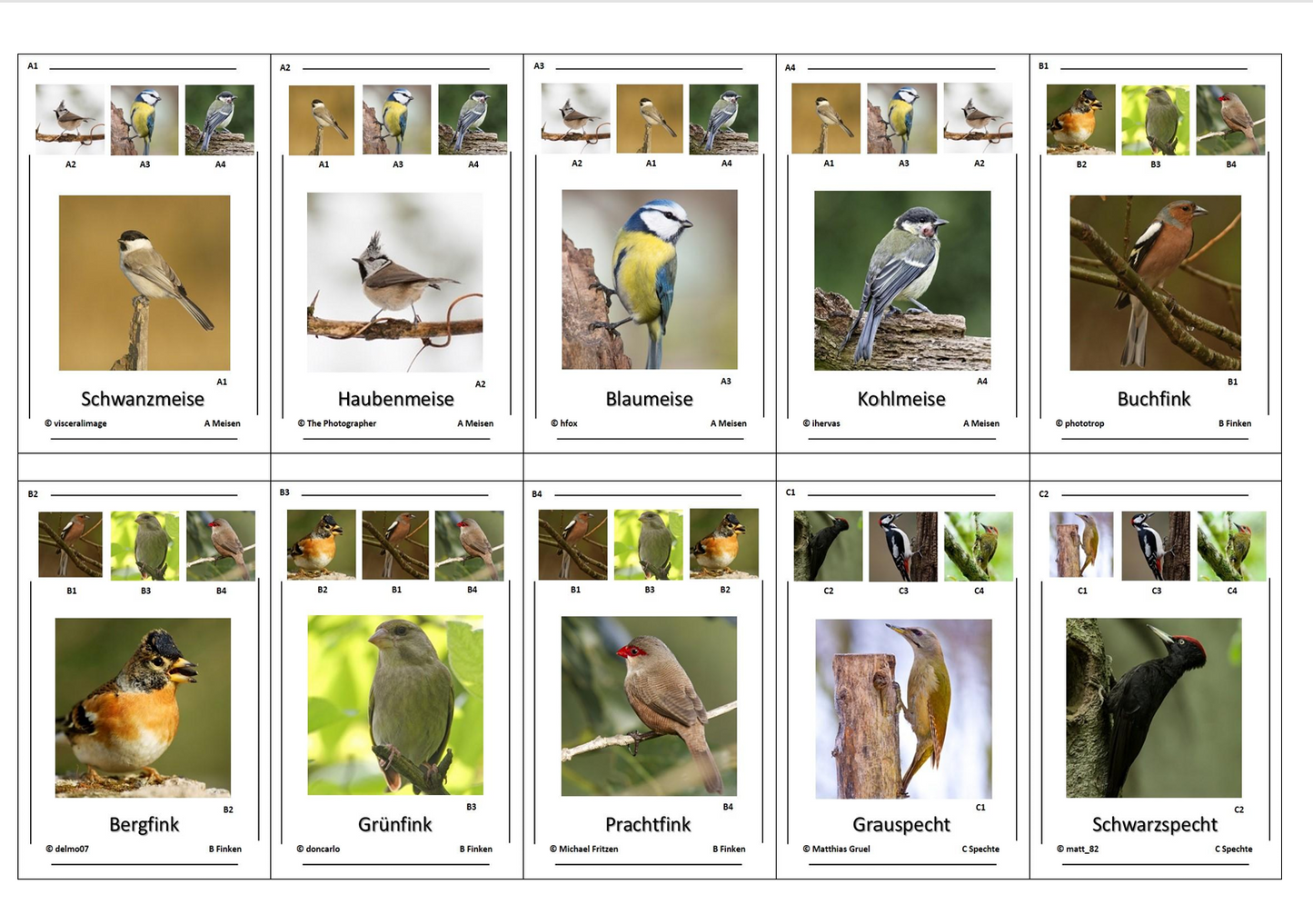 Quartett des Wissens – Welt der Vögel | Lernspiel mit 32 Karten aus stabilem 250g Papier (90 × 57 mm)