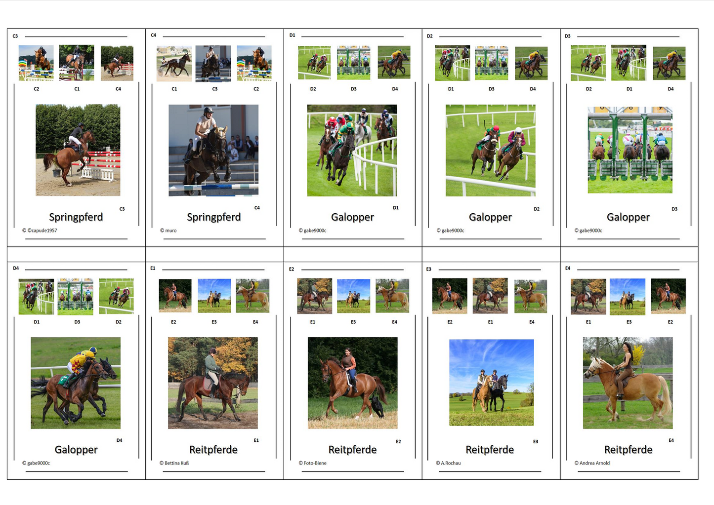 Quartett des Wissens – Welt der Pferde | Lernspiel mit 32 Karten aus stabilem 250g Papier (90 × 57 mm)