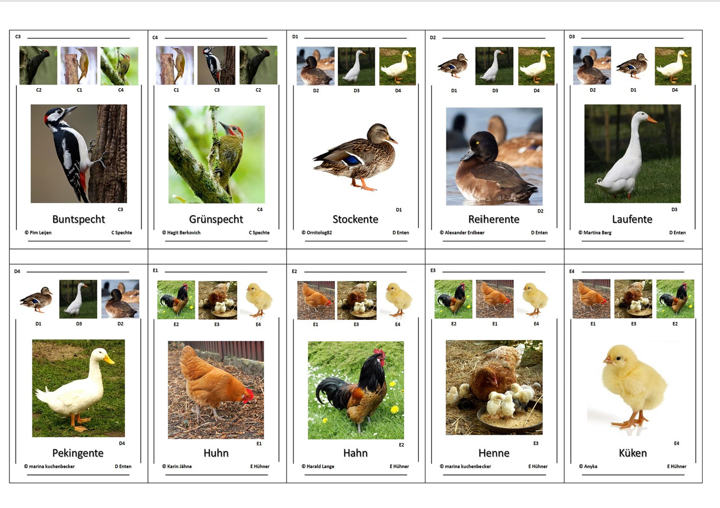 Quartett des Wissens – Welt der Vögel | Lernspiel mit 32 Karten aus stabilem 250g Papier (90 × 57 mm)