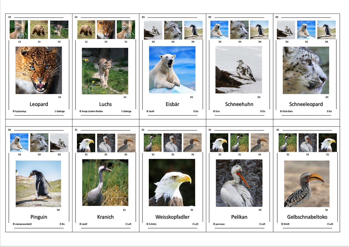 Quartett des Wissens – Welt der Tiere | Lernspiel mit 32 Karten aus stabilem 250g Papier (90 × 57 mm)