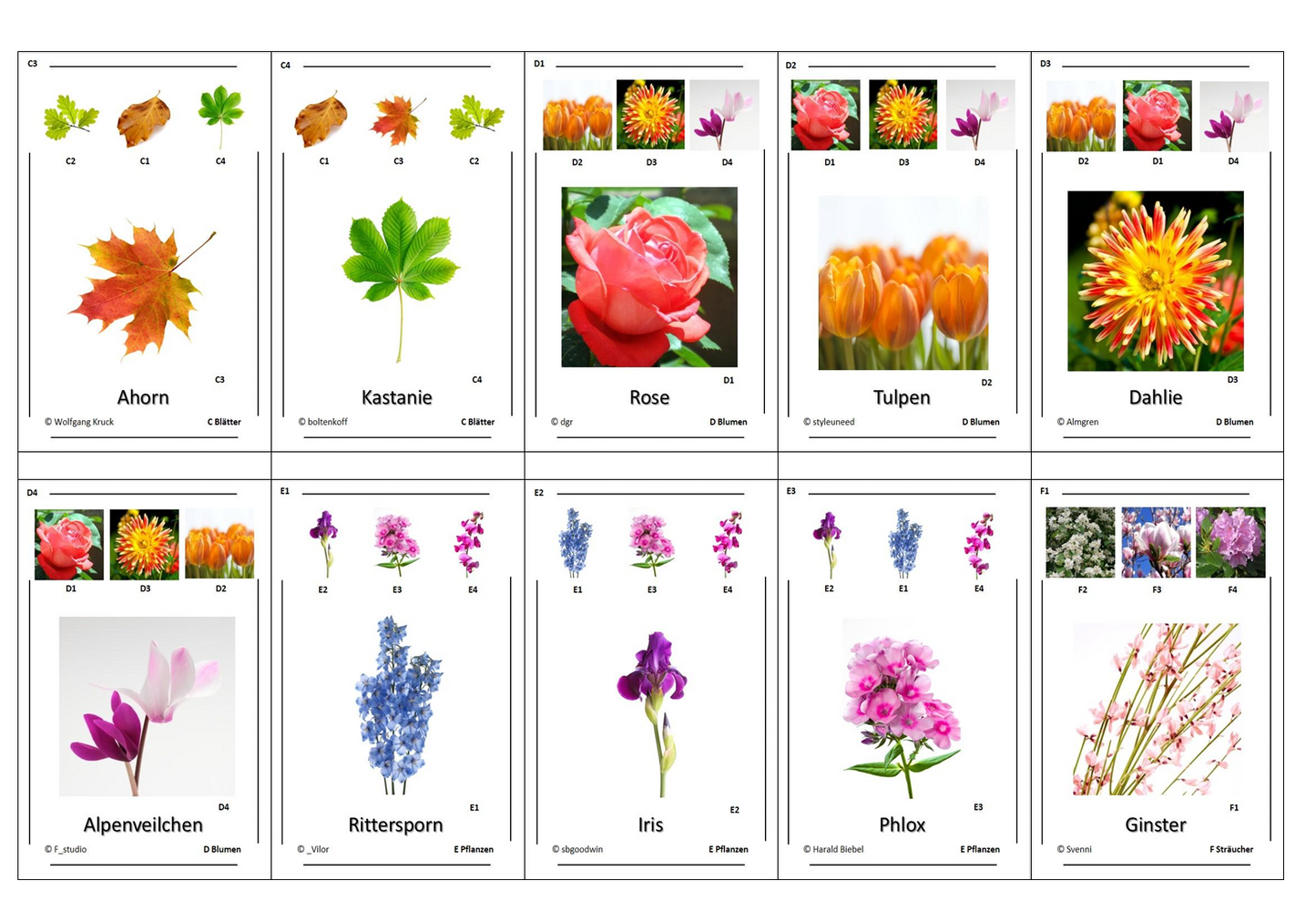 Quartett des Wissens – Welt der Pflanzen | Lernspiel mit 32 stabilen Wissenskarten (90 × 57 mm) aus 250 g Papier