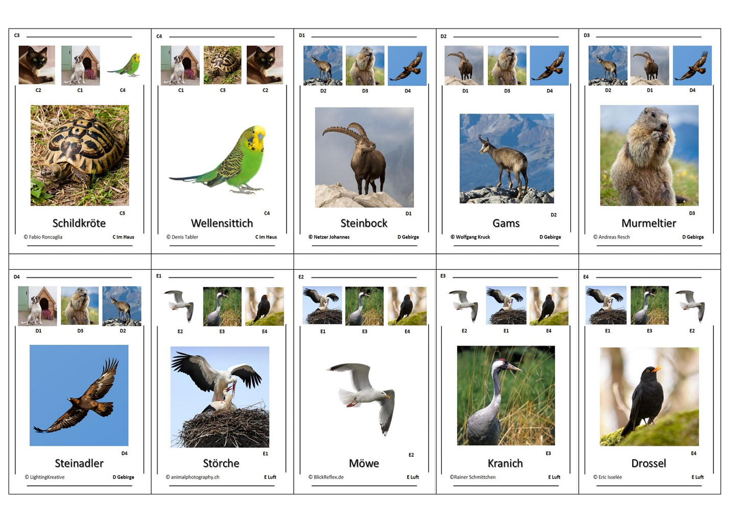 Quartett des Wissens – Welt der Heimischen Tiere | Lernspiel mit 32 Karten aus stabilem 250g Papier (90 × 57 mm)