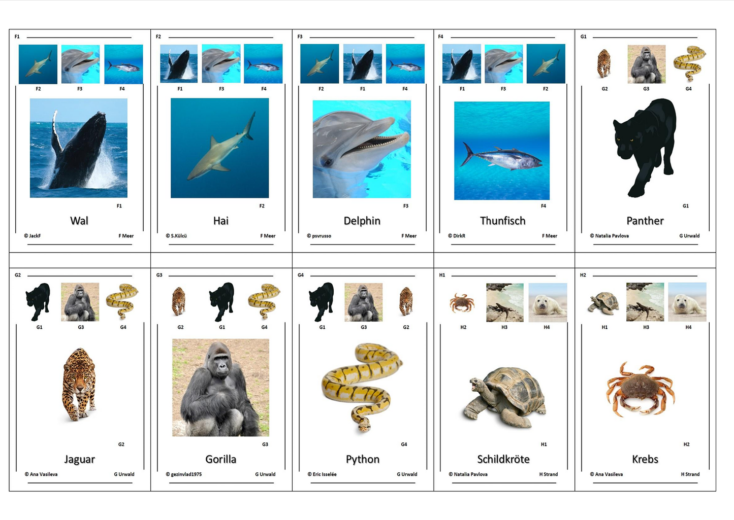 Quartett des Wissens – Welt der Tiere | Lernspiel mit 32 Karten aus stabilem 250g Papier (90 × 57 mm)
