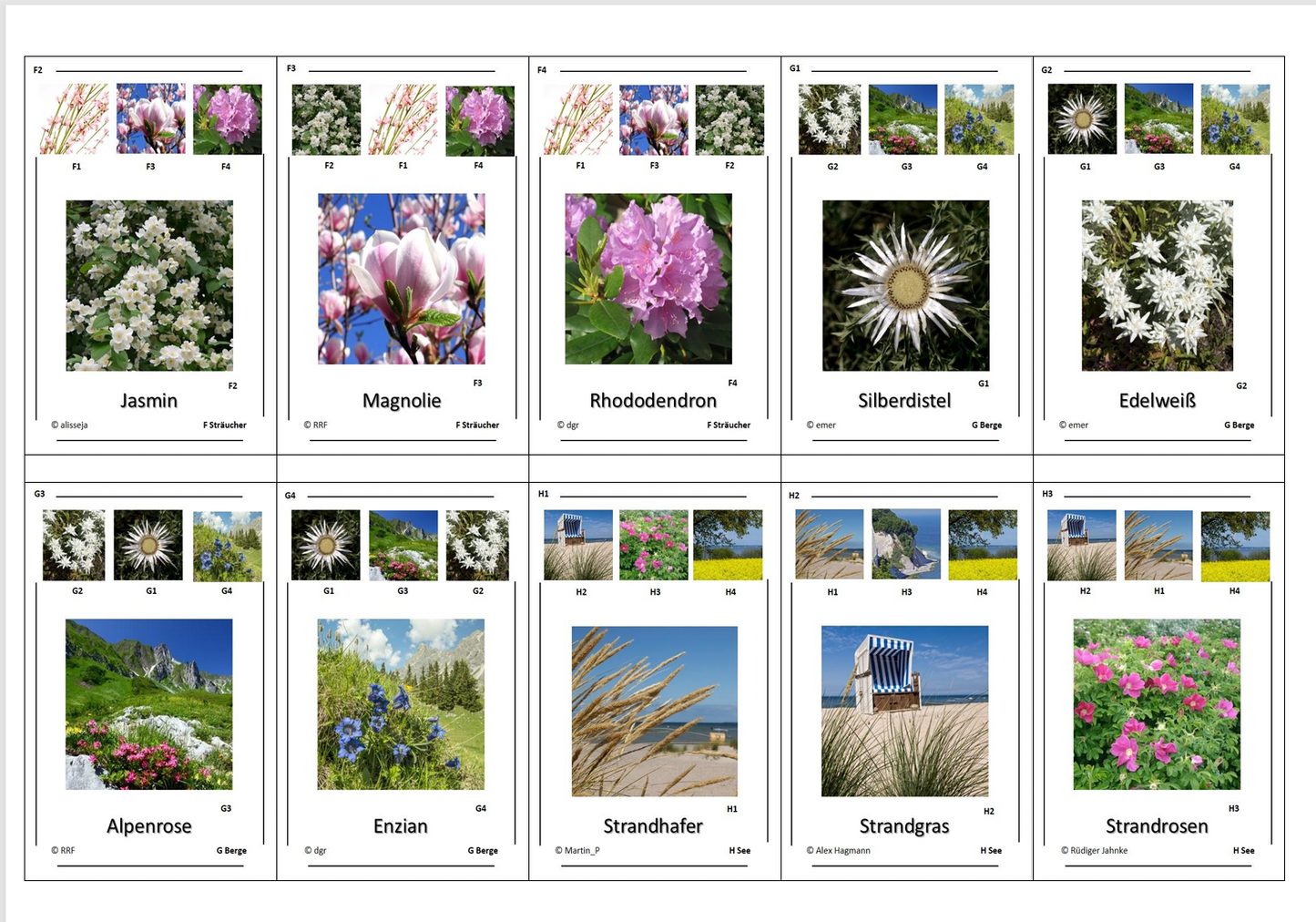 Quartett des Wissens – Welt der Pflanzen | Lernspiel mit 32 stabilen Wissenskarten (90 × 57 mm) aus 250 g Papier